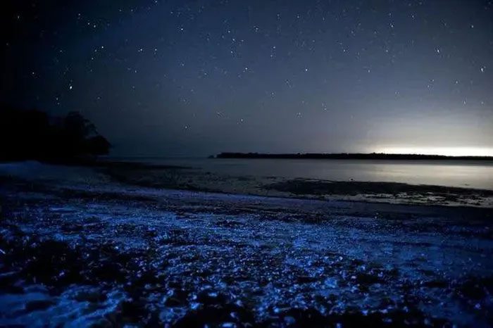 This type of algae has all the necessary elements to activate bioluminescence.