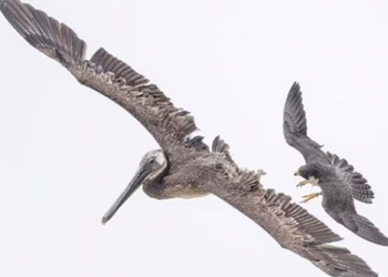 big bird hits back in the middle of the air 120681