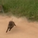 big snake escape from mai trong gang tac 118412
