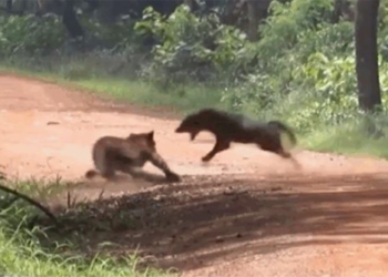 biological attack on forest killing from war chemical weapon mai 122171