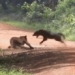 biological attack on forest killing from war chemical weapon mai 122171
