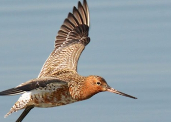 bird sets record flying 13 560km continuously 123842