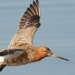 bird sets record flying 13 560km continuously 123842