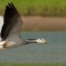 bird species conquering himalayas 33575