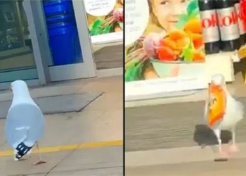 bird uses nature to shop steal items as if no one is watching 120578