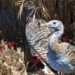 bird using herbs to cure its own illness 124382
