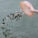 birth control methods to kill animals 122081