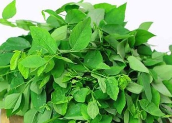 bitter lettuce type vegetable that helps men enhance libido 121817