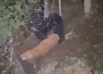 black bear makes deer meat white tail next to stone wall 121954