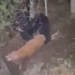 black bear makes deer meat white tail next to stone wall 121954