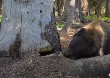 black bear steal difficult to find soc 121533