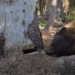 black bear steal difficult to find soc 121533