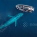 blue whale almost 30 meters long approaches tourist boat 122409