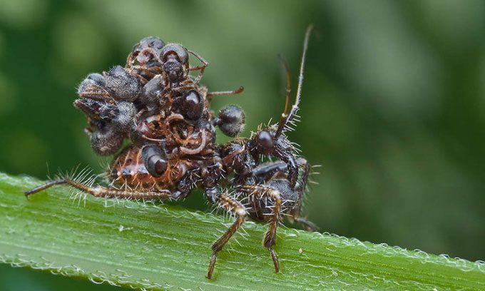 Acanthaspis petax bug with ant remains on its back.