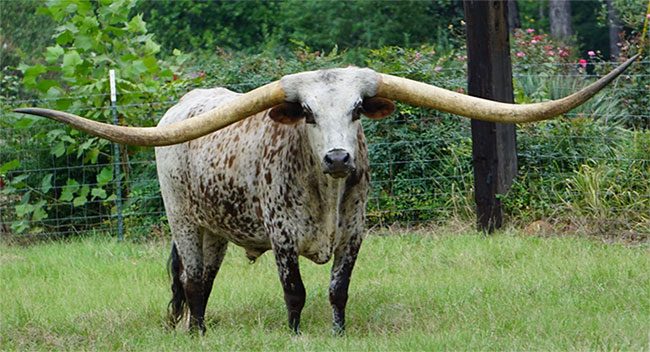 bo ankole