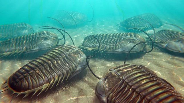 Trilobites, marine arthropods that may be the first known cannibals in the world.