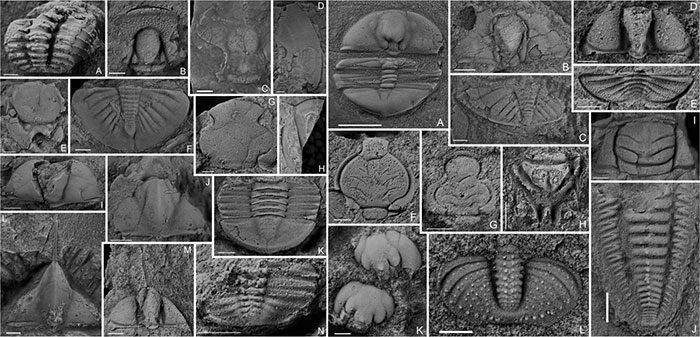 400 Million Years Old Paleozoic