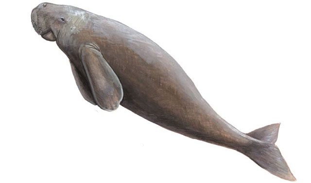 Dugong