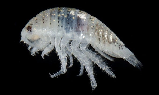 Isopod Excirolana chiltoni causing foot bleeding.