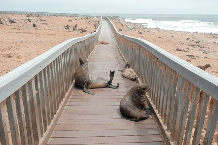 Cape Cross Seal Reserve