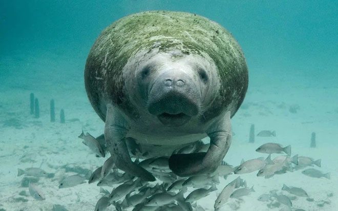  The manatee has functionally gone extinct in China. 