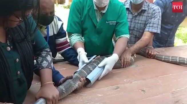 Veterinarians applying a cast to stabilize the affected bones.