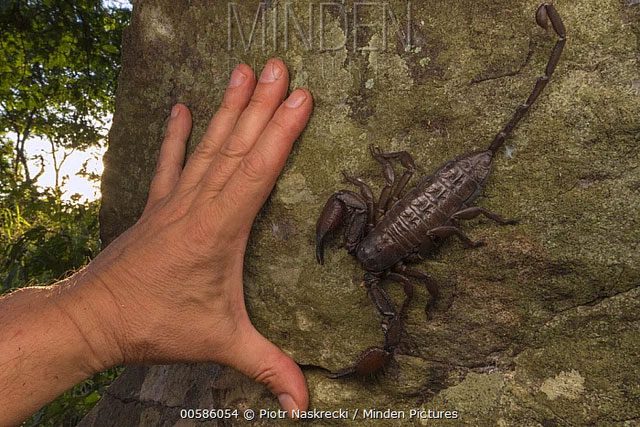 Rock scorpion