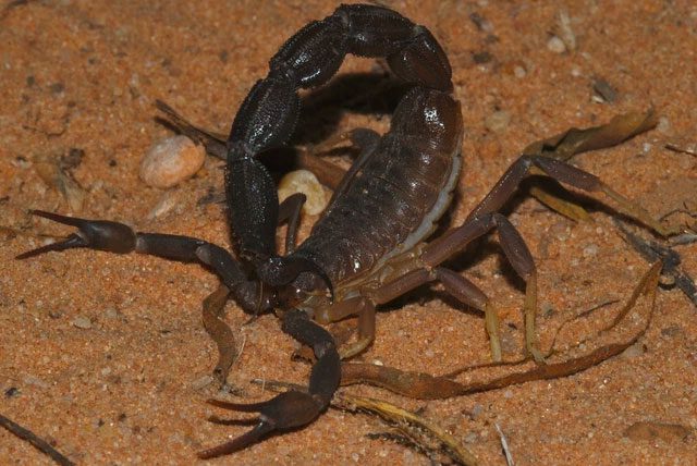 Thick-tailed scorpion of South Africa