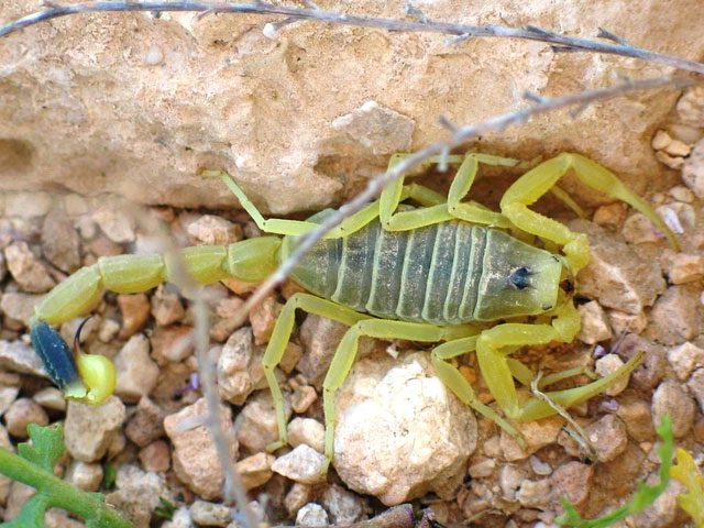 Deathstalker scorpion