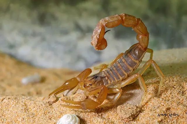 Brazilian gold scorpion