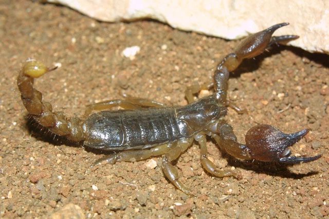Israeli gold scorpion