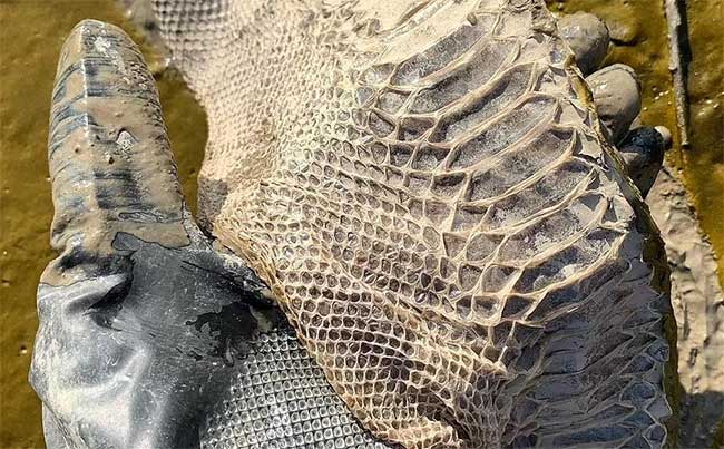 Giant python skin by the river.