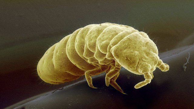 Antarctic Springtail