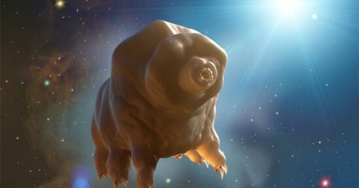 Tardigrade