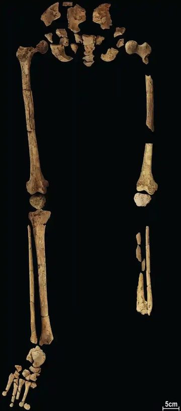 31,000-year-old skeleton found in a cave in Indonesia.