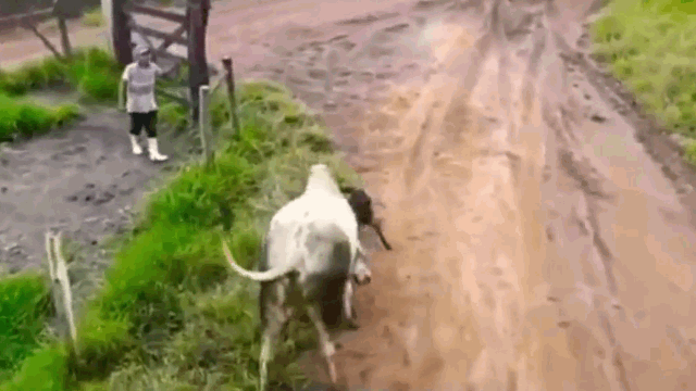 The cow tosses the Pitbull away.