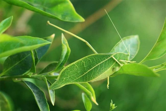 Leaf Bug