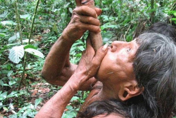 bo lac comanga 1
