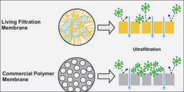 Comparison of SCOBY-based membranes versus commercial membranes.