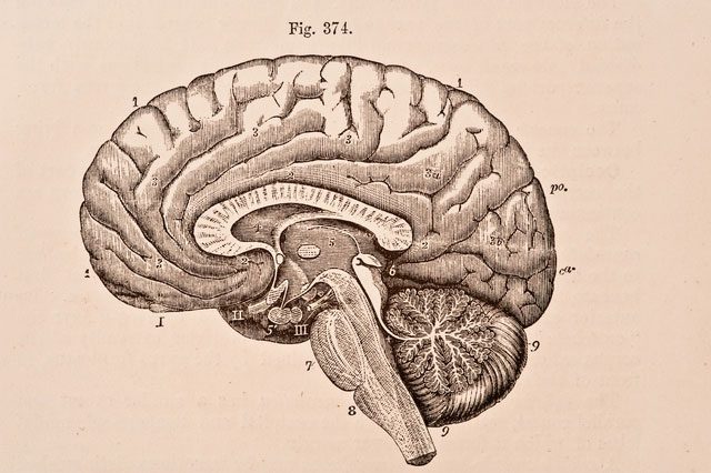 Illustration of a human brain cross-section.