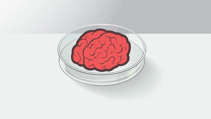 Illustration of the brain cultivated in a laboratory environment