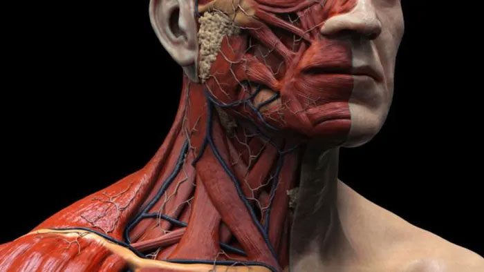 A newly discovered body part in anatomy.