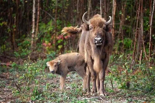 Bison are considered 'climate heroes' by scientists.