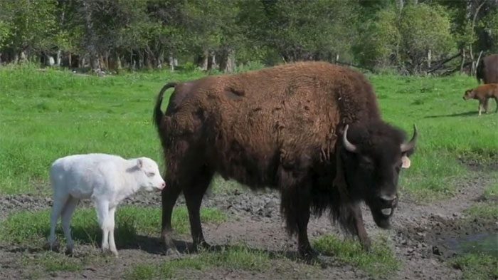 White bison are considered symbols of goodness for Native Americans.