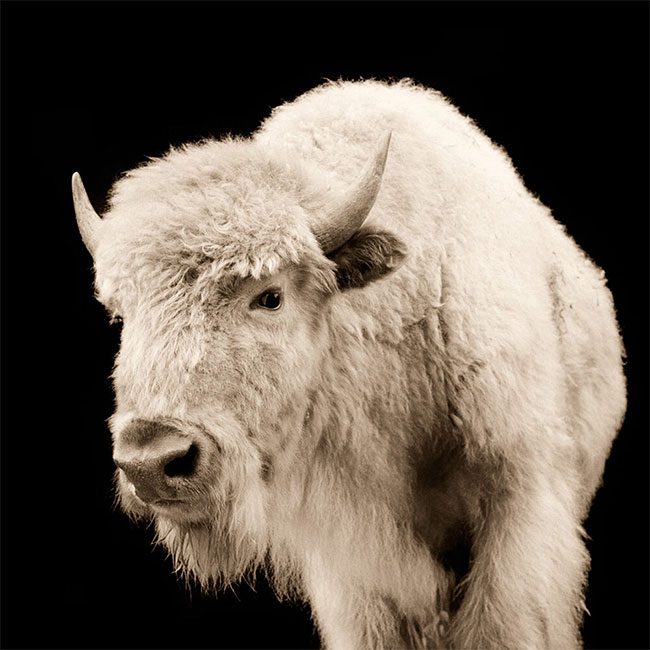 Spotting a white bison in the wild is an exceptionally rare phenomenon.