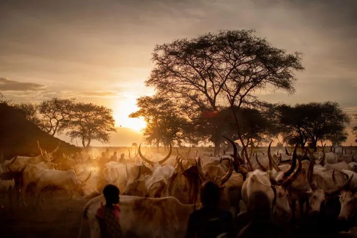 Symbolically and practically, livestock is important to the Dinka.