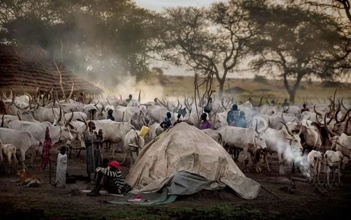 The Dinka have a clear division of tasks between men and women in the family.