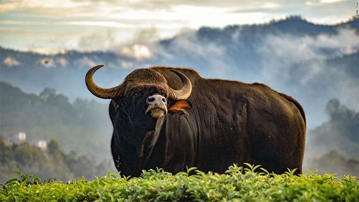 Indian Bison