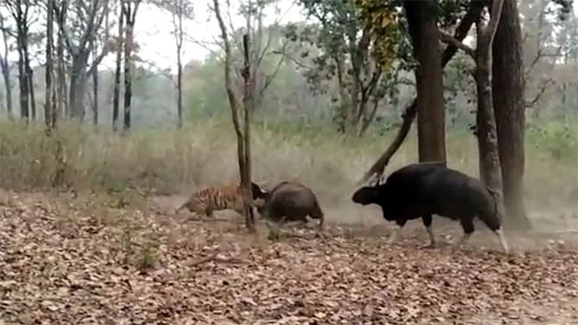 Indian bison charging in to rescue its kin from the claws of the fierce tiger.