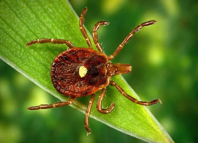 Heartland virus found on Lone Star Tick, has infected at least 50 people.
